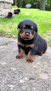 Rottie puppies first howl! - - - - - #rottweilerpuppy #rot #rottweiler #rottie #rottweilersofinstagram #rottweilerworld #rottweilerlovers #rottweilerbreed #rottiepuppy #rottweilerlife #rottweilervideos #viral #puppiesofinstagram #puppies #dogs #dogstagram #instagram #rottweilers_of_instagram #rottweiler_worldwide #dogsofinstagram #dog #canecorso #doberman #greatdane #gsd #boerboel #bullmastiff | Rottie Kingdom