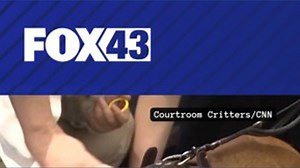 Dogs help trauma survivors in court