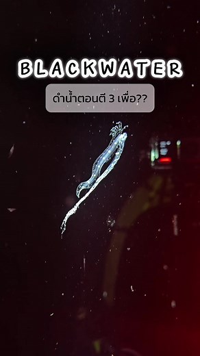 ดำน้ำ Blackwater ตอนตี 3 แล้วเจออะไร… Trip organized : @WATERPROOF by na x @Wolfpack dive Boat : MV. Mariner Bunnak Buddy : @tinydot.dive #scubadiving #blackwaterdiving #tdex #blackwater #ดำน้ำ