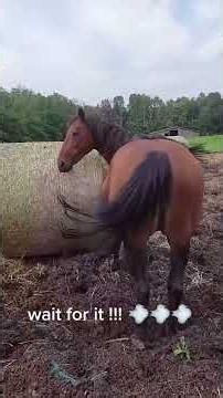 A horse farting💨 #funny #funnyvideo #Foryou #animals #funnyanimals