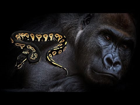 GORILLA - NEW Gene Reveal... Project First Look