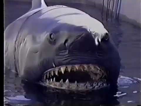 Jaws ride 1990 behind the scenes, boat biting shark mechanisms!