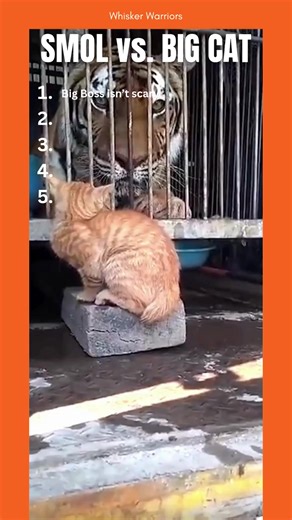 Small Cats vs Big Cats: The Ultimate Showdown