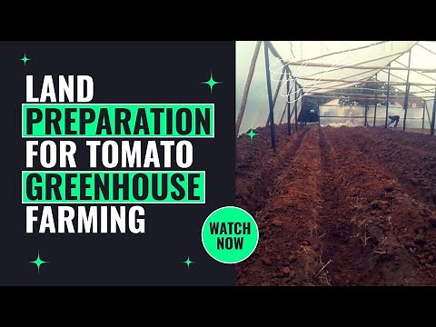 Land Preparation Process For Tomato Greenhouse Farming In Zimbabwe