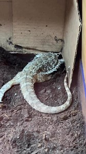 Winny is all done laying and is now doing her best to bury the eggs. I’m letting her finish the process at her own pace before I take her upstairs for a warm bath and some well-earned rest. I’ll show you the eggs and we’ll count them together in a little bit, stay tuned. | Whosagoodlizard