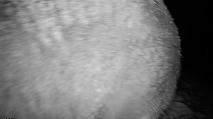 635K views · 10K reactions | The first grizzly bear of the year passed by my trail camera last night near West Yellowstone  #yellowstone #wildlifephotography #wildlife #naturephotography | Trent Sizemore Photography | Facebook