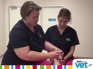 9K views · 78 reactions | Keeping your pets teeth clean is just as...