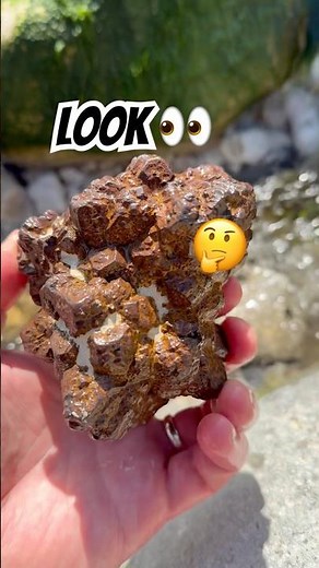Spot the Rockhound’s surprise ⁉️#fossilhunter#beachfinds#rockhoundingadventures