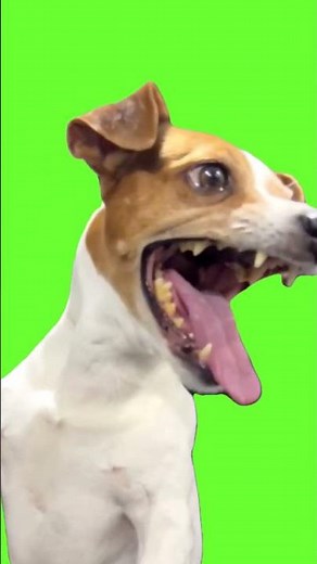 Chroma Key - Laughing Dog Meme (Green Screen for Video Editing) #shorts