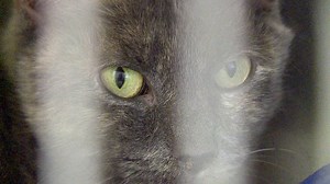 27 flea-infested cats rescued from person described as a hoarder