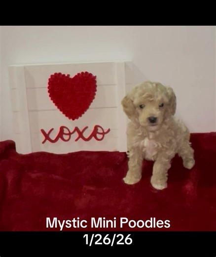 1/26/26 🏡#puppyraising #pup #minipoodle #middlegeorgia #puppiesonly