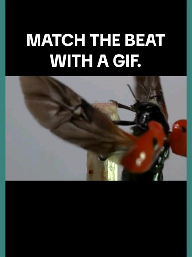 Perimeter Pest Nashville (@perimeter.pest.nash)’s videos with original sound - Perimeter Pest Nashville