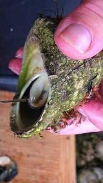 Whelks on toast Gisborne New Zealand