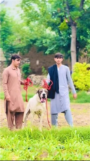 Biggest power full bully kutta #dogreels #bullykutta #bigdog #americanbully