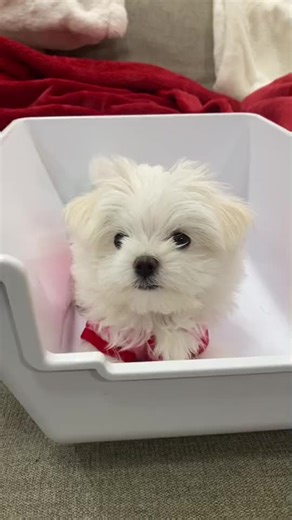 Our beautiful Maltese puppies are ready to find their forever homes! They are playful, affectionate, and raised in a loving environment. These babies are great with kids and other pets and will make perfect companions. 📩 Message for more details and rehoming information. #illinios #Oklahoma #texascheck #losangeles #floridagirl