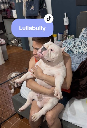 American Bullies being carried like a baby. @Neil Bryant #AmericanBully #americanbullyofficial #lullaby #babydog