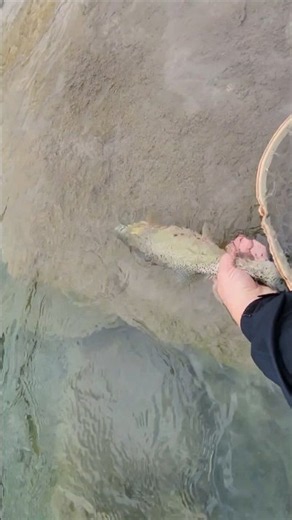 STUNNING Fall Cutthroat Trout! Fly Fishing!