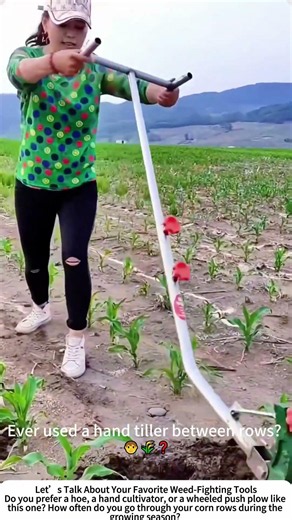 Hand‑Pushed Cultivator in a Cornfield – Weed Control the Low‑Tech Way 🌽🛠️