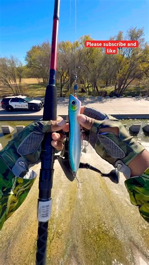 Tips Casting A Spinning Reel Pen with top Water for Stripped Bass#fishing#viralvideo#shortvideo#tips