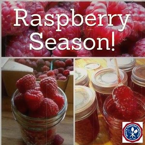 1.6K views · 19 reactions | Homemade Raspberry Jam Recipe It's raspberry season! What better way to preserve the flavor of summer than making homemade raspberry jam? It is called preserving summer in a jar! Recipe: https://whatscookingamerica.net/Sauces_Condiments/Raspberry-Jam.htm Pin it: https://www.pinterest.com/pin/279645458091738709/ | Whats Cooking America | Facebook