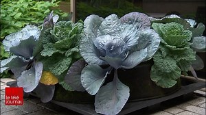 C'est au tour du Réseau de transport de la Capitale d'avoir la piqûre pour l'apiculture urbaine. Depuis juin, 60 000 abeilles ont élu domicile sur le toit du Centre Métrobus. La première récolte est destinée à Lauberivière. | ICI Québec