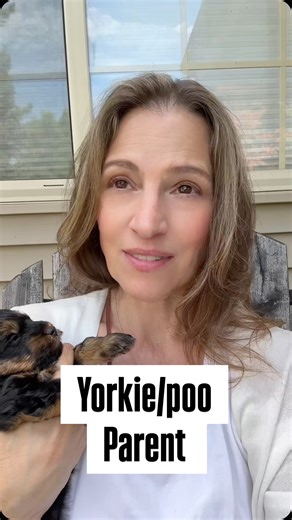 The one truth about every YORKIE and YorkiePoo pet parent REVEALED! #yorkiemom #yorki #yorkiepoosofinstagram | Midwest Yorkie