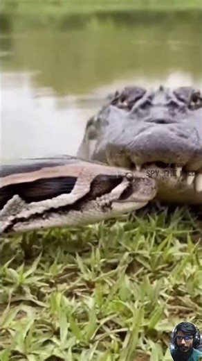 A Thirsty Python Faces a Waiting Crocodile on the Riverbank — One Sudden Ambush Turns the Jungle