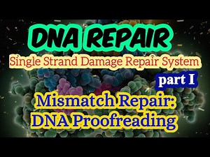 Mismatch Repair by DNA Polymerase Proofreading | 3' to 5' Exonuclease Activity by DNA Polymerase