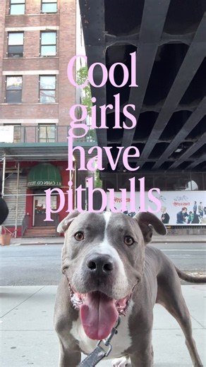 Pitbulls: Why Pitbulls Are the Best Companions