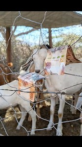 Mukuchu🤑🤗😁 | Dante OOl