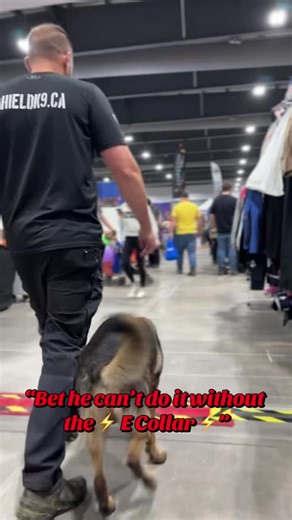 Dog Training Tips Without an E Collar