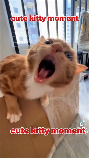 😂 These Kittens Are TOO CUTE! 🐱❤️ | Cutest Kitty Moments Ever!