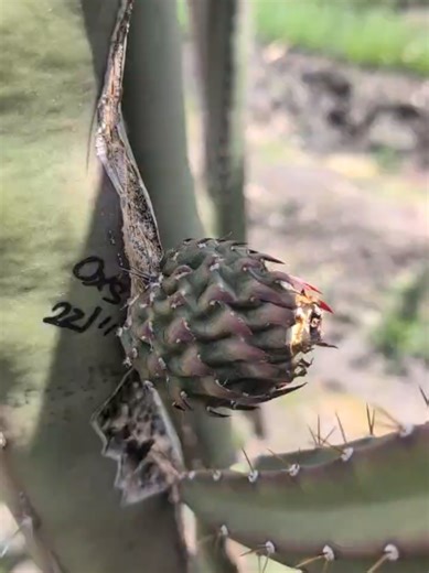 Explore Black Africanish Dragon Fruit Benefits