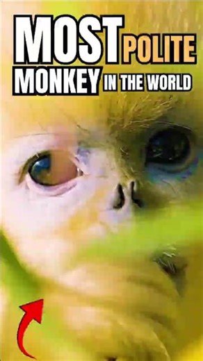 This STRANGE Monkey Has a Golden Heart #animalfacts #animals #monkey #goldensnubnosedmonkey