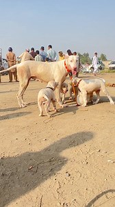 😍❤️🤩 Pure Kohati Gultair and Bully dancing #dog #viralreels #reelsvideoシ #foryoupage #wildlife #sheepforyou #birds #trending | Pk Animals