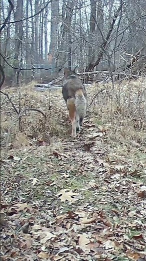 Two Huge Coyotes Chasing a Helpless Deer 🐺🐾‼️#trailcam, #coyotes, #deer, #hunting