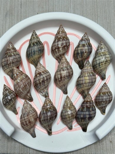 15 Banded Tulip Shells – Florida Coastal Decor, Craft Supply, Natural Ocean Finds - Etsy