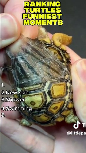 Ranking turtles funny moments 🐢😂 pt.2
