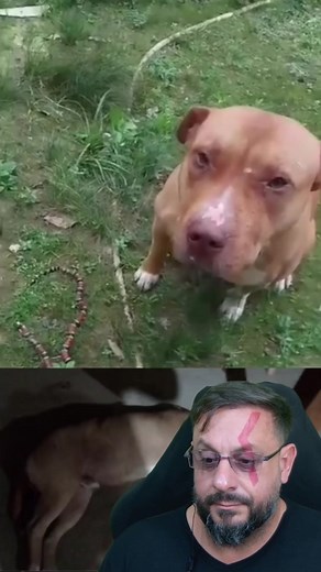 Cachorro foi mordido por uma cobra coral? #biologohenrique #animais #bichoesperto #biologo