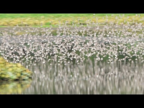 Semipalmated Sandpiper Murmurations at John Heinz National Wildlife Refuge
