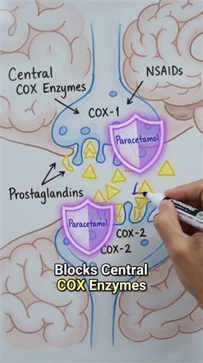 How Paracetamol ACTUALLY Stops Pain in Your Brain 🧠💊. #shorts ‪@Pharmastudio-pjm‬