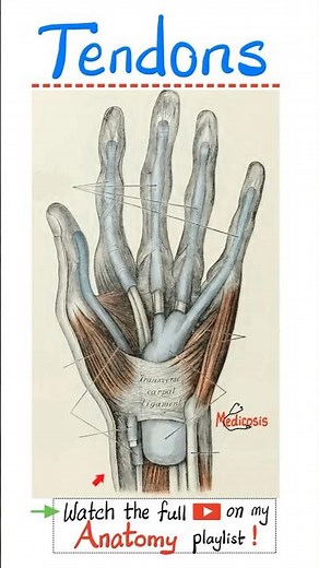 Muscles and Tendons of Palm ✋ (wrist) - Anatomy of Upper Limb....#doctor #nurse #biology #anatomy