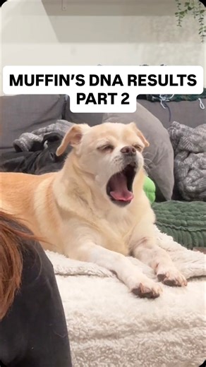 @katieandtatesfostermates on Instagram: "Are Capy and Muffin related?? Thank you to @embarkvet for making this discovery possible. Your dog could have hidden relatives out there, just waiting for you to find them! Get your own Embark DNA test through the link in our bio. Buster Capy’s Instagram: @tailsoftherufflife Muffin’s Instagram: @butter_and_muffin"