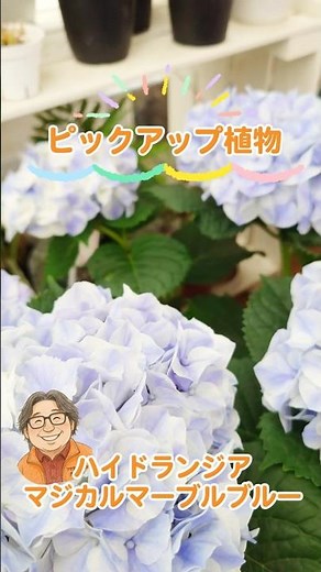 Introducing Hydrangea 'Magical Marble Blue'!