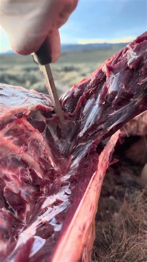 Gutless method backstrap removal in the field