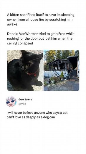 Hero Kitten Sacrificed Its Life to Save Its Owner From a House Fire 🐱🔥 | Emotional True Story