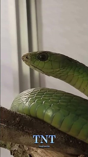 What Makes the Boomslang Snake So Deadly?