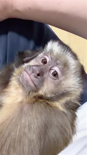 #フサオマキザル #monkey #capuchin #さる好きな人と繋がりたい | monkey
