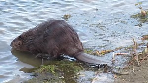3 years ago today, I filmed this young beaver showing off its scent mound making skills. It didn’t pick up much mud, but you can definitely see it spray its scent as it turns to leave. #beavers #beaver #wildlifephotography | Mike’s photos and videos of beavers