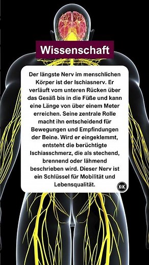 Der längste Nerv im Körper. #wissenschaft